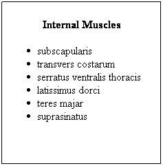 Text Box: Internal Muscles
subscapularis
transvers costarum
serratus ventralis thoracis
latissimus dorci
teres majar
suprasinatus

