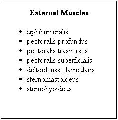 Text Box: External Muscles
ziphihumeralis
pectoralis profundus
pectoralis trasverses
pectoralis superficialis
deltoideuss clavicularis
sternomastoideus
sternohyoideus

